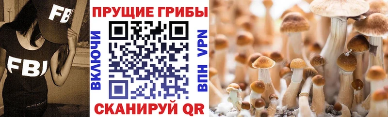 Псилоцибиновые грибы GOLDEN TEACHER  купить наркотик  Волгодонск 